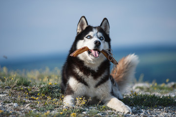  Black and white Siberian husky lying on a mountain on the background of the lake and the forest and eats treats. The dog on the background of natural landscape. Blue eyes.