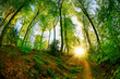 Forest in spring with green trees and bright sun