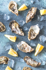 Wall Mural - Raw oysters on the gray background