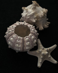  sea shells