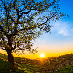 Poster - Beautiful sunset in the countryside with oak and bench in the foreground