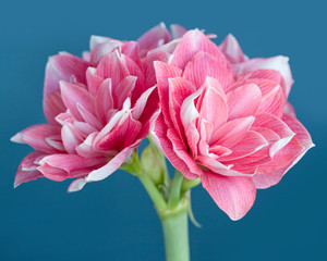 Wall Mural - Amaryllis Hippeastrum large flowering Double Dream close up