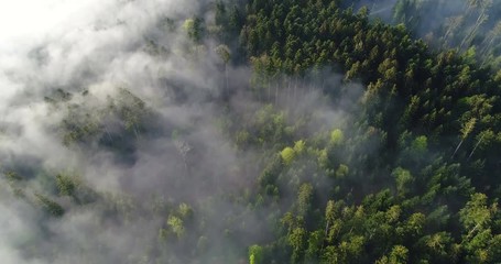 Wall Mural - Aerial Footage of Fog clouds pulling on a spring morning in Switzerland through the forest