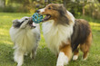 Two Shetland Sheepdogs Playing With Ball
