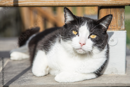 portrait of eureopeen type cat living in belgium.. Poster