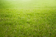 © Nathan - fresh green grass  morning sun light  filed  growth