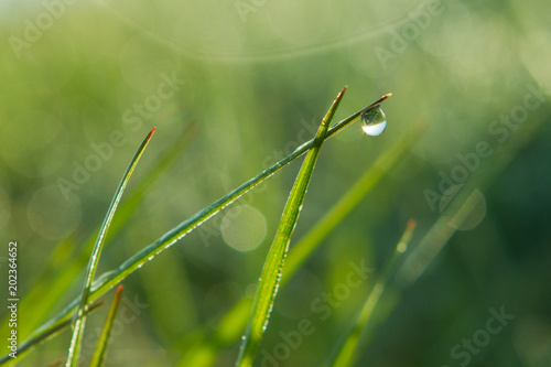 Fresh Green Grass Dew Drop Morning Sun Light Buy This