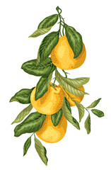 Vertical branch with orange fruits made in graphic design with leaves in bright colors.