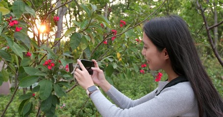 Sticker - Travel woman taking photo on flower with cellphone