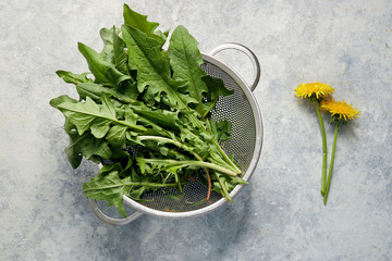 Freshly picked dandelion leaves in colander