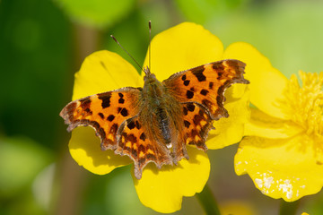 Comma (Polygonia c-album) on marsh marigold. Butterfly in the family Nymphalidae, feeding on Caltha palustris, aka kingcup