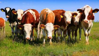 Canvas Print - Calves on the field