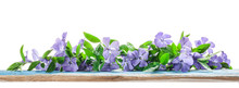 Spring Flowers Periwinkle On Old Wooden Board