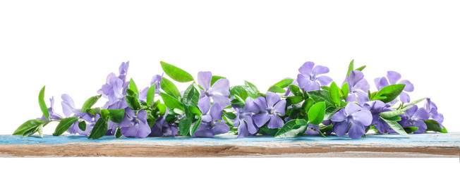 Poster - Spring flowers Periwinkle on old wooden board