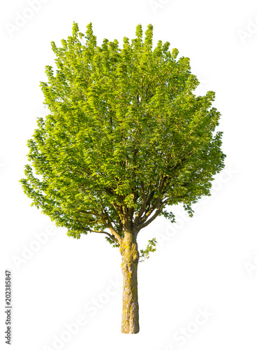 Fotografía isolated tree on white background , graphic resource