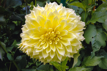 Wall Mural - White and yellow dahlia flower in a garden - variety called Paradiso