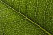 © Lautaro - Leaf