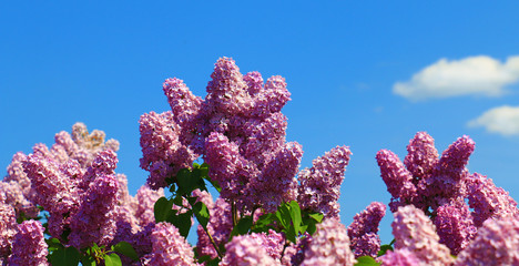 Fotomurales - lilac against the blue sky