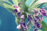 Fototapeta Tulipany - Orchid Close up Shot