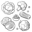 Outline hand drawn set of vegetables. Cabbage, broccoli, cauliflower, Chinese cabbage and Brussels sprouts. Black and white vector illustration, isolated on white background