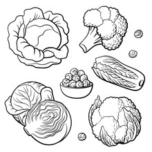 Outline Hand Drawn Set Of Vegetables. Cabbage, Broccoli, Cauliflower, Chinese Cabbage And Brussels Sprouts. Black And White Vector Illustration, Isolated On White Background