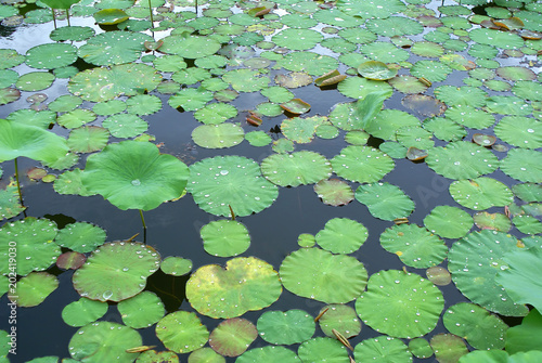 Green Water Nature Plant Leaf Pond Lake Lily Leaves