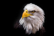 Isolated Angry Eagle Staring to the Left
