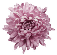 Pink Chrysanthemum.  Flower  On  A White  Isolated Background With Clipping Path. Close-up. No Shadows.  Nature.