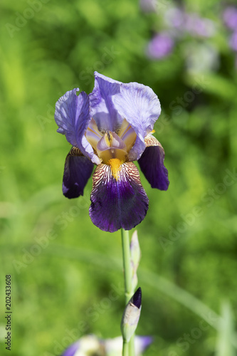 濃い紫と薄い紫のアヤメの花のアップ Stock Photo Adobe Stock 濃い紫と薄い紫のアヤメの花のアップ Stock Photo Adobe Stock
