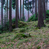 Fototapeta  - Wald - Sächsiche Schweiz