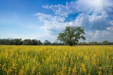 Fototapeta Na sufit - Yellow flowers in meadow bloom with blue sky and white clouds