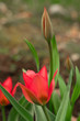 Czerwony tulipan w ogrodzie