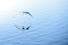 Bird Flies Over Water