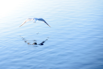 bird flies over water