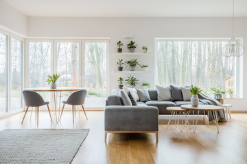 Two hairpin tables with fresh tulips standing in bright living room interior with potted plants, windows, corner couch and carpet on the floor