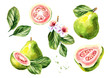 Pink guava fruits composition set. Watercolor hand drawn illustration, isolated on white background