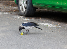 Magpie Bites Apple On The Road