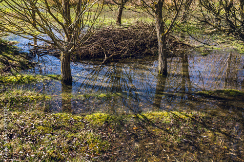 Zdjęcie XXL Woda powodziowa pozostaje pod bezlistnymi drzewami wczesną wiosną w słoneczny dzień - natura środowiska naturalnego - 1