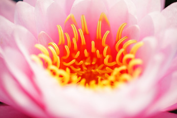 close up of beautiful pink color blooming lotus flower