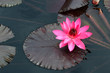 Pink Flower with Lillypad