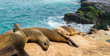 Seals in San Diego