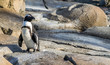 Penguin on rocks