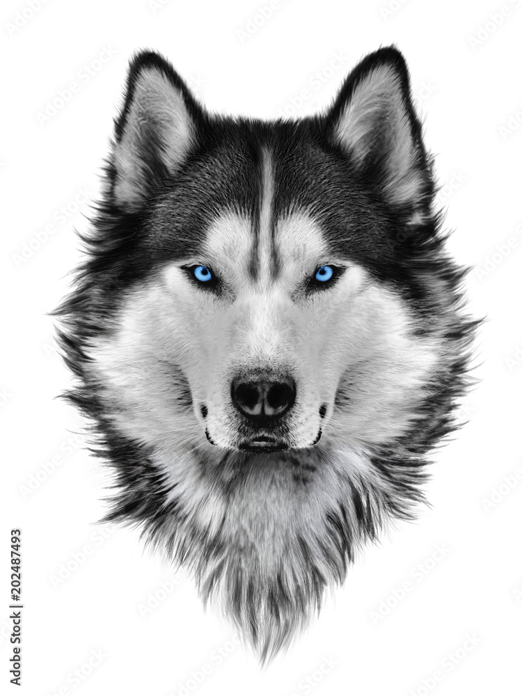 Illustration portrait of siberian husky, blue eyes, hair and mane, confident dog, militant look. Hand drawing. - obrazy, fototapety, plakaty 