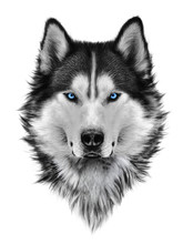 Illustration Portrait Of Siberian Husky, Blue Eyes, Hair And Mane, Confident Dog, Militant Look. Hand Drawing.