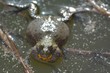 European fire-bellied toad