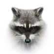 racoon head closeup isolated on white background