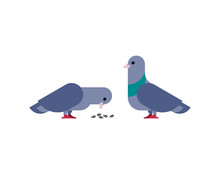 Pigeon Isolated. Dove On White Background. Vector Illustration