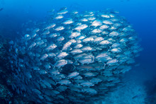 Huge School Of Hungry Trevally On A Healthy Tropical Coral Reef