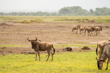 Canvas Print - Wildebeest herds grazing in the savannah