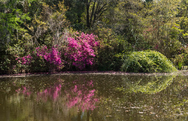 Beautiful Plantation Garden